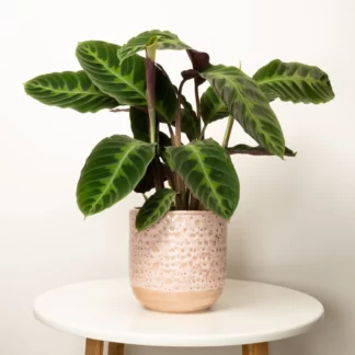 Prayer Plant
