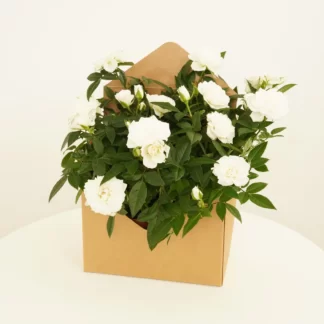White Roses