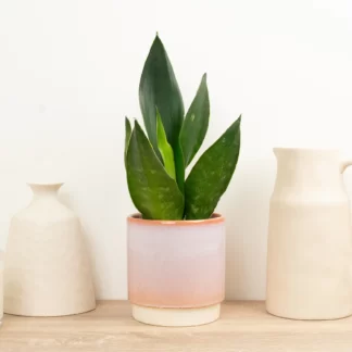 Snake Plant