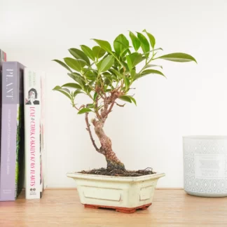 Bonsai