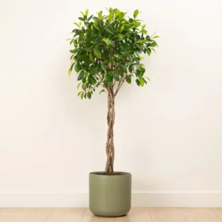 Twisted Laurel