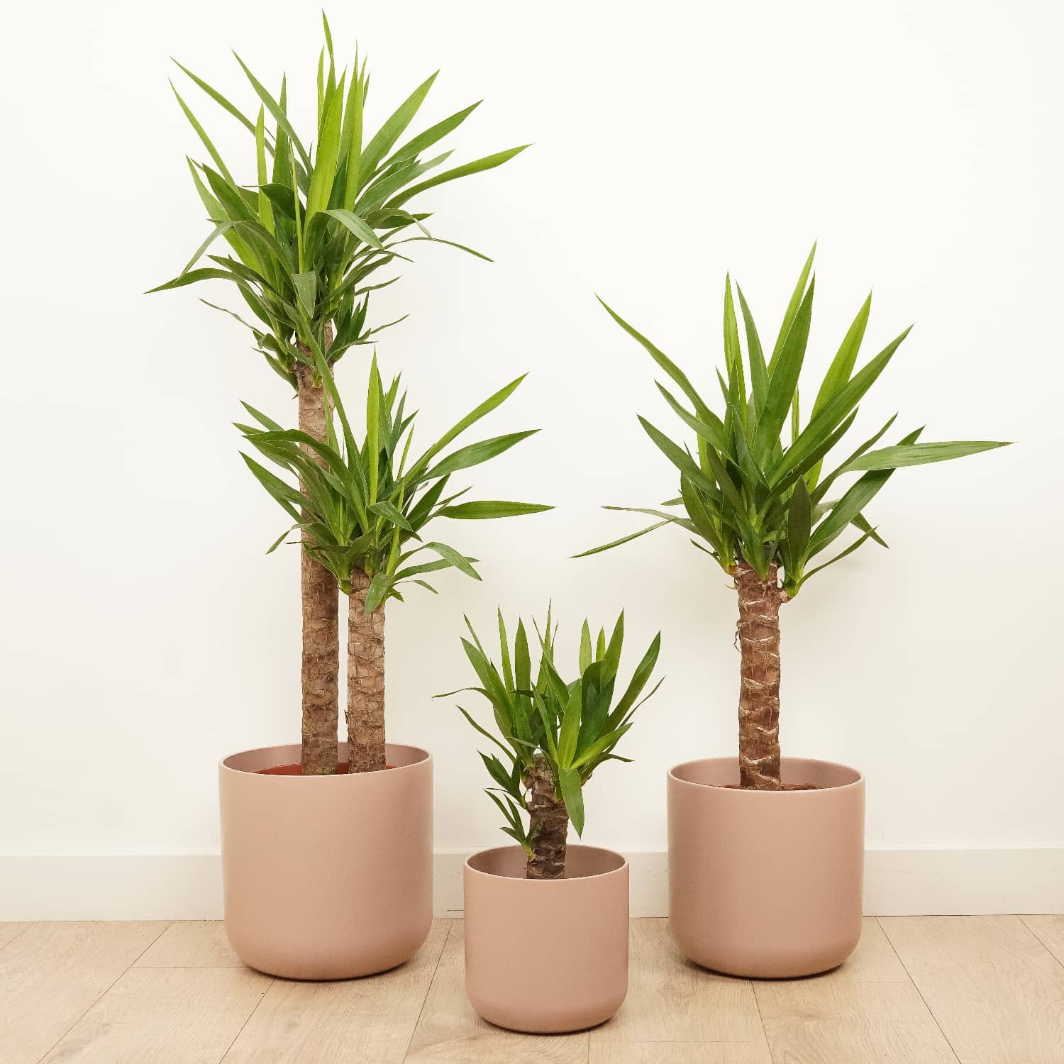 Yucca
