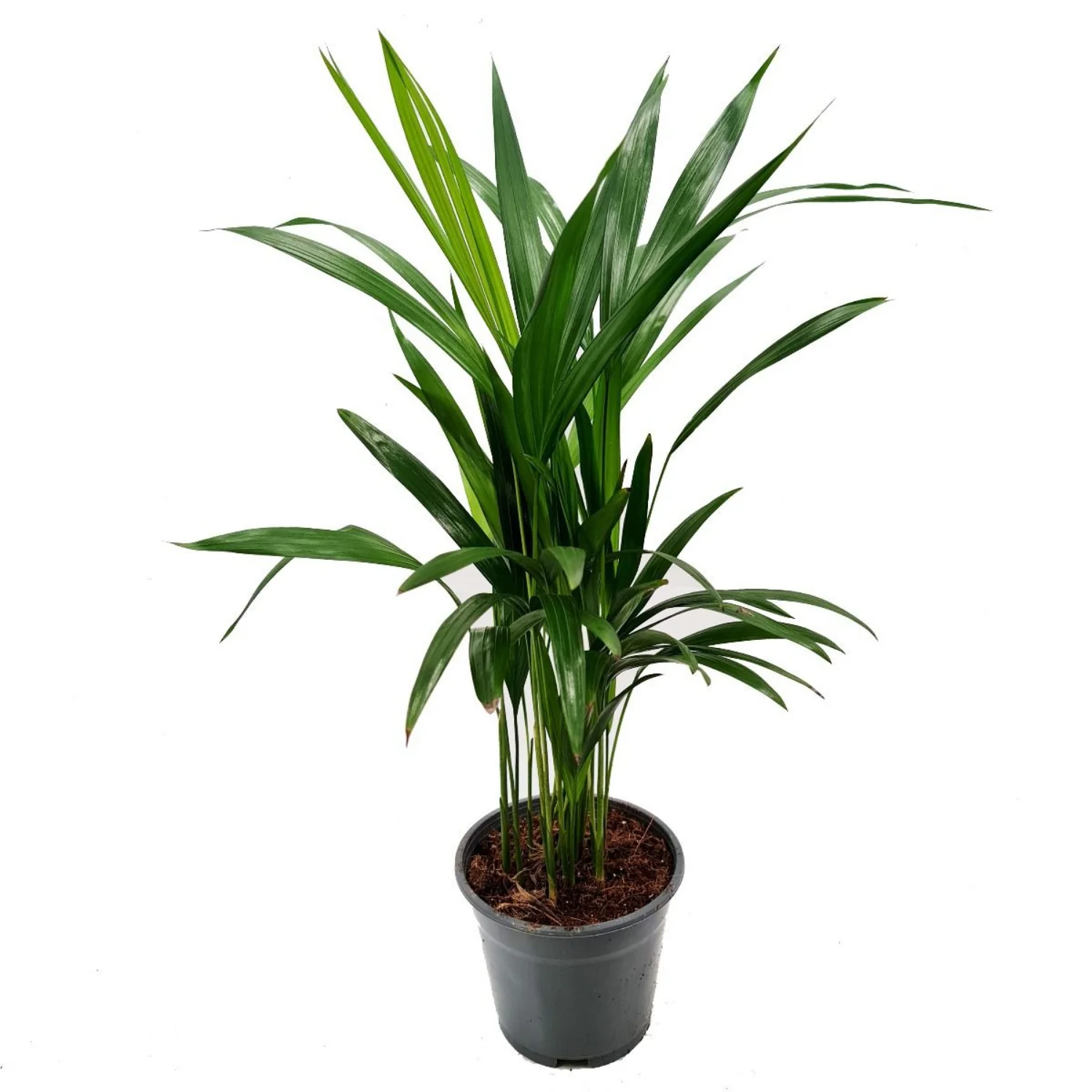 Areca Palm